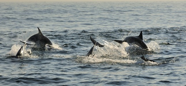 群海豚，在海洋中游泳