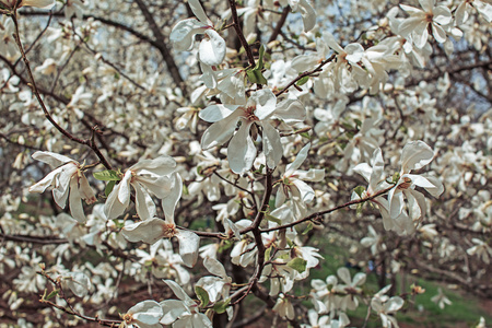   magnolia  