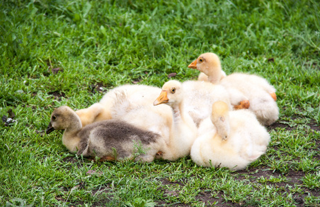 几个年轻的鹅躺在院子里的草地上