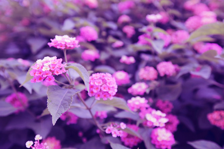 布什与粉红色的花朵