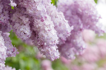 粉红色丁香花特写镜头