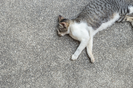 睡在地上的灰猫和白猫照片