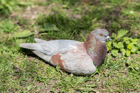 棕色的鸽子躺在草地上