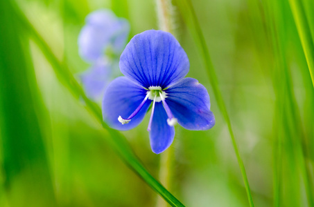 蓝色的小花,在绿草开花马鞭草在春天的花园, 图案与粉红色的小花