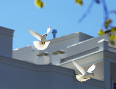 两只美丽的白鸽在天空中飞翔照片