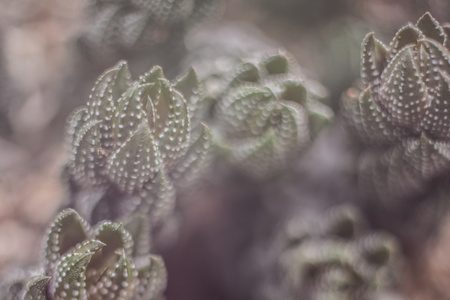 复古植物学照片背景