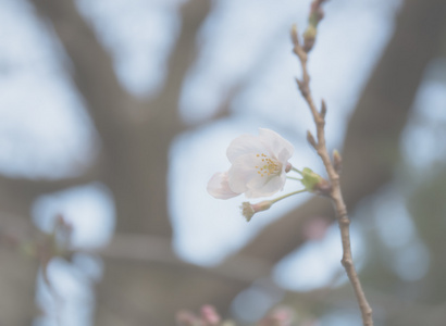 樱花花初开