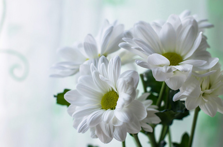 白菊花束素材图片 白菊花束图片素材下载 摄图新视界