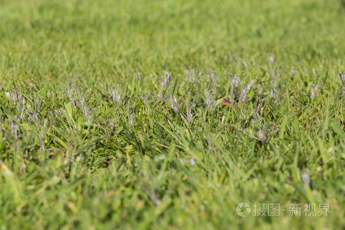 草坪杂草害虫草