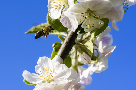春天一只蜜蜂授粉一朵花