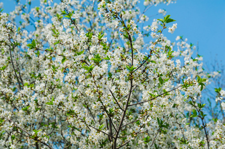 樱桃树开始开花图片