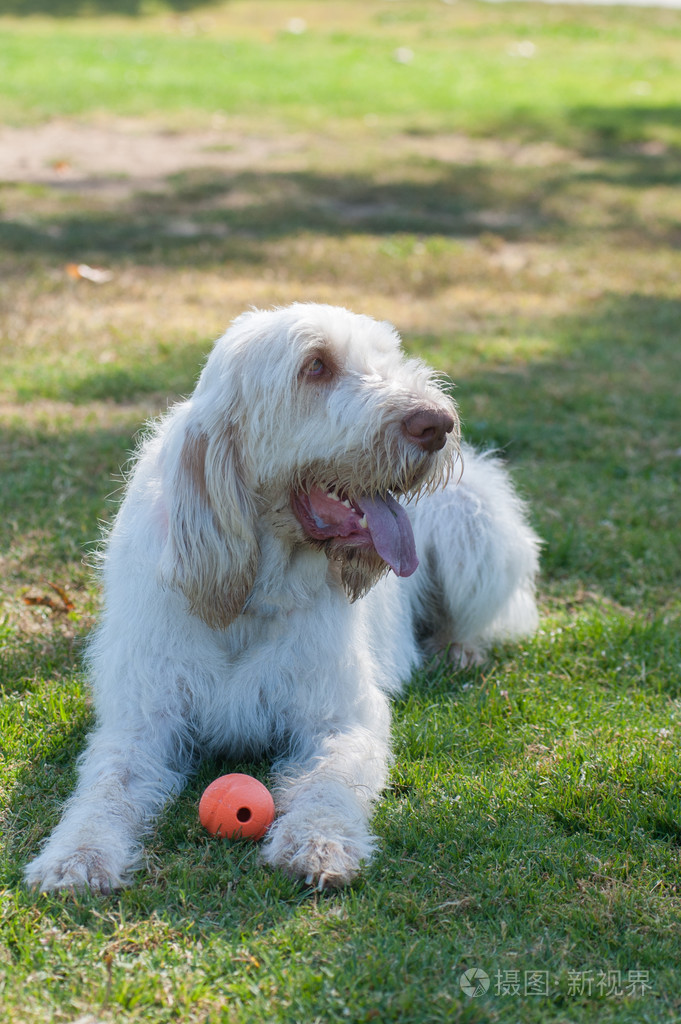 白头发的狗喘着粗气在树荫下