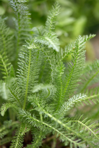 yarrow, achillea millefolium 绿叶