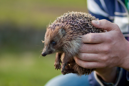 好画的小刺猬图片
