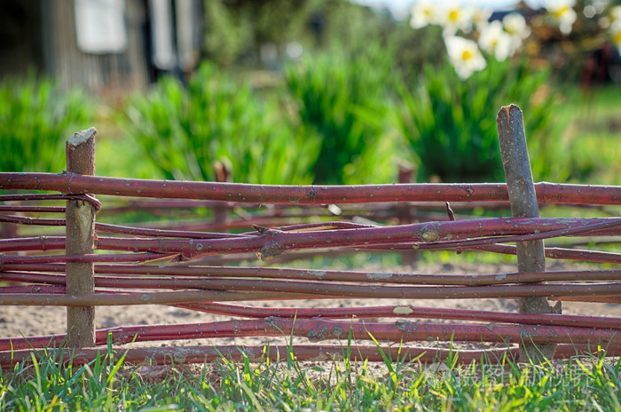 栅栏把枝条