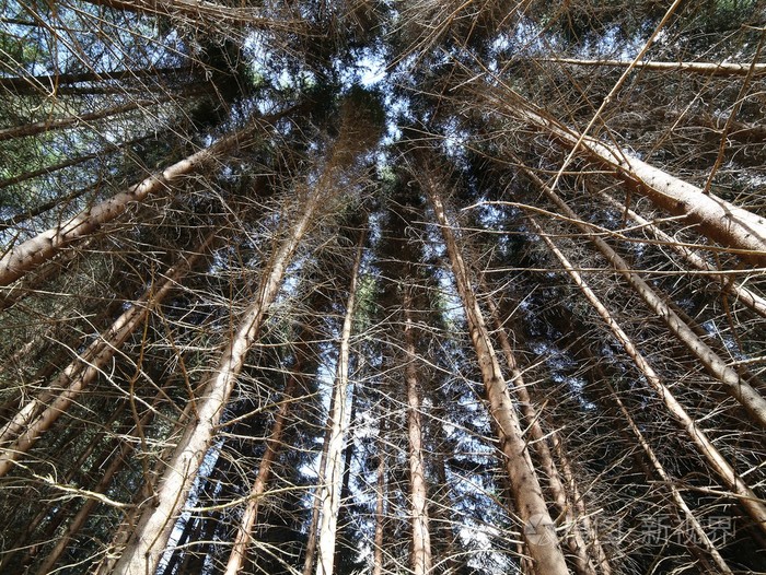 针叶树冷杉松树原始森林的树干