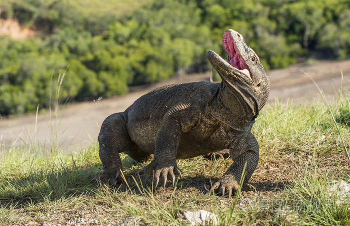 科莫多龙varanuskomodoensis