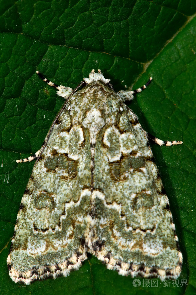 斑纹绿蛾壁冷蛾