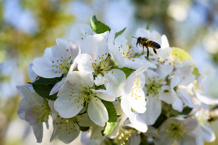 春天一只蜜蜂授粉一朵花