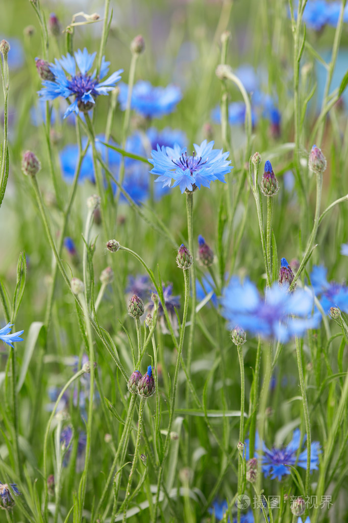矢车菊矢车菊矢车菊宏背景jpg