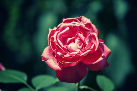 可爱的花园粉红色玫瑰上模糊的绿色背景