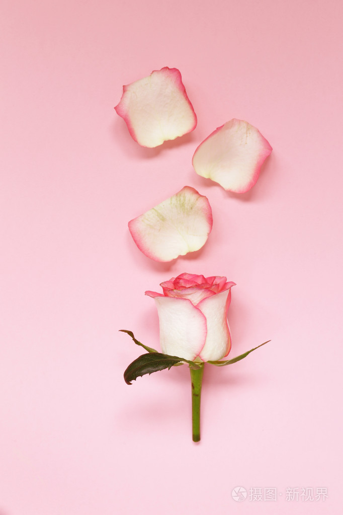 粉色的玫瑰,花瓣和鲜花组成