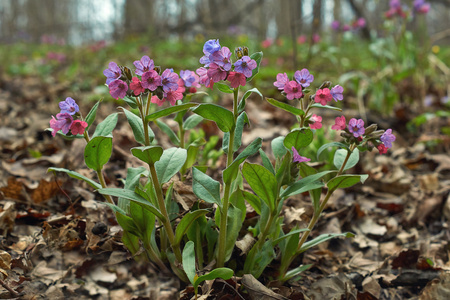 野生植物的春季开花紫癜。
