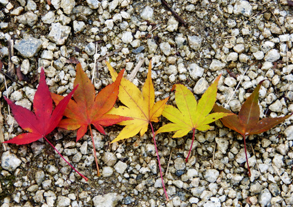 秋天枫叶在不同阶段的颜色变化