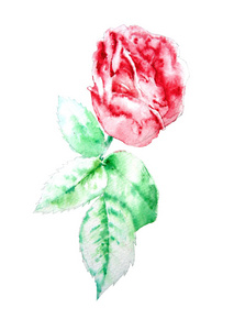 与红玫瑰的插图。水彩
