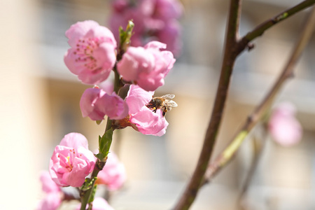 蜜蜂Api