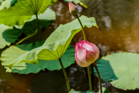 美丽的莲花