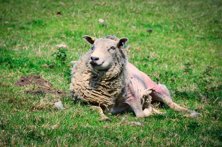 羊在草地上松羊毛