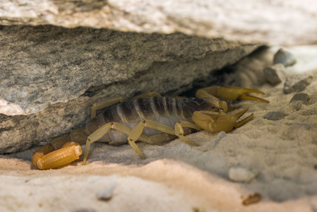 亚利桑那州的沙漠毛蝎子图片
