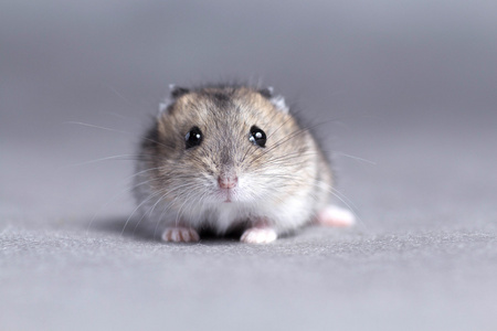 在灰色的背景上的小仓鼠的肖像图片灰色和好只小仓鼠