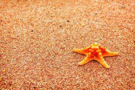 在海岸上的海星。夏季背景