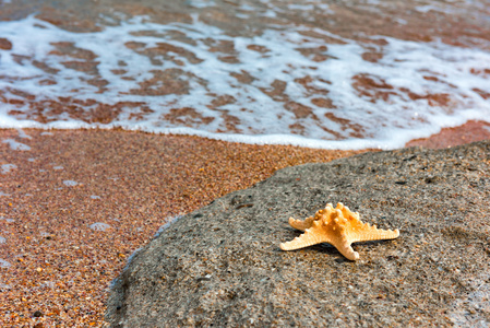 在海岸上的海星。夏季背景