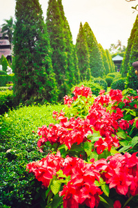 红花和绿色的树木在热带花园, 泰国