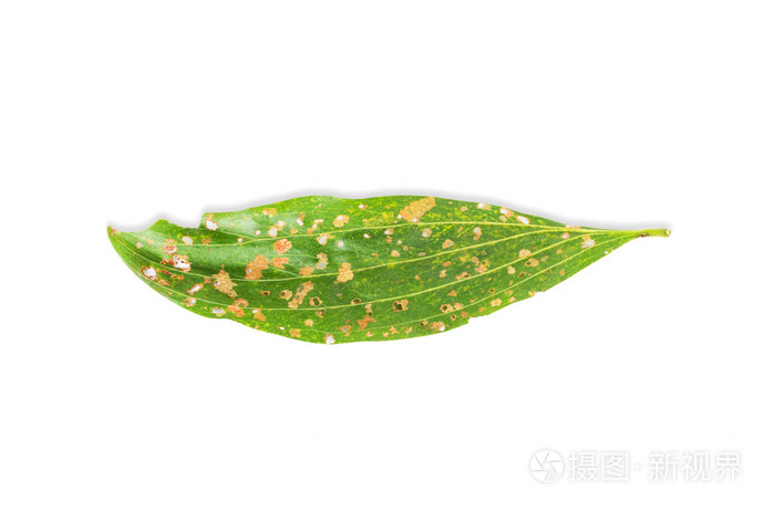 绿色叶子上满是白色背景上的孔