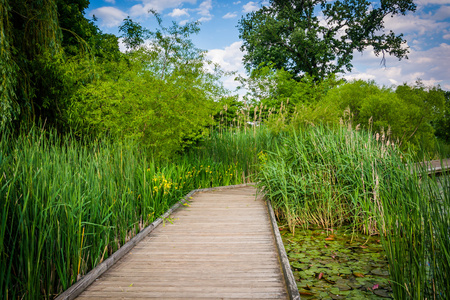木板小道沿着池塘边在帕特森公园在巴尔的摩，M