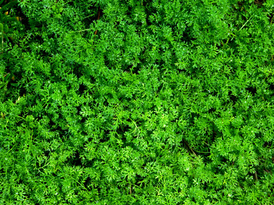 室外植物在花园里