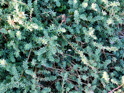 室外植物在花园里