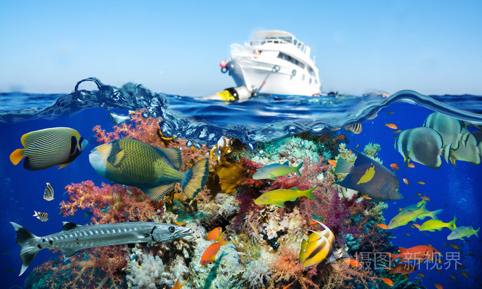 多彩的水下炸礁珊瑚与海绵照片 正版商用图片1nq94f 摄图新视界