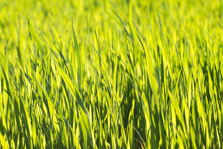 豆芽草绿色的颜色草纹理.领域的小麦豆芽,乌克兰照片