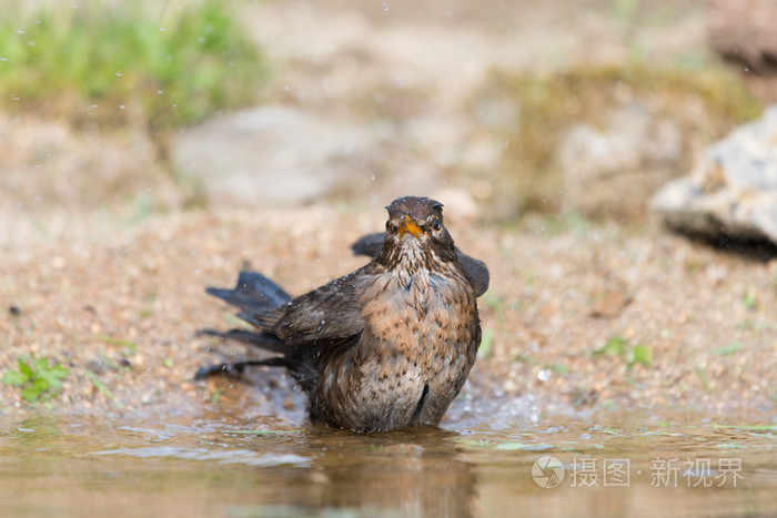 常见的画眉鸟洗澡
