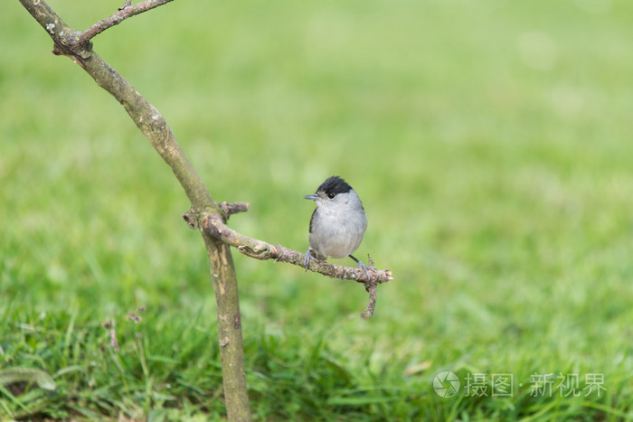 欧亚黑顶林莺鸟