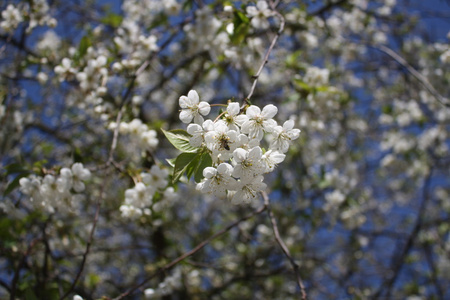 阳光明媚的日子里有白色的樱花