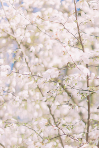 串的梅花与白色的花，对蓝蓝的天空