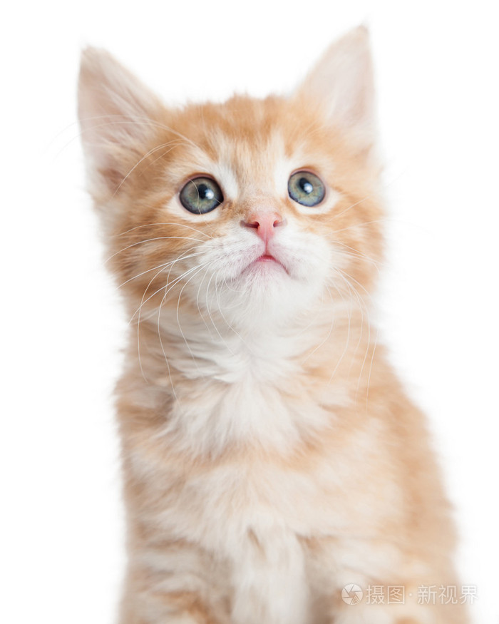 特写肖像橙色斑的小猫咪