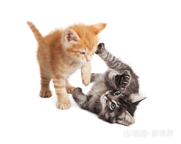 两只小猫,在白色背景上玩