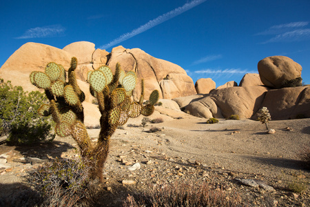 仙人掌的前景在加州沙漠景观